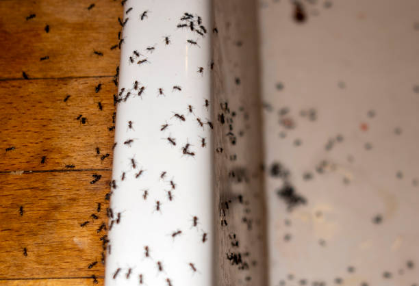Best Local Pest Control Services  in Eureka Springs, AR